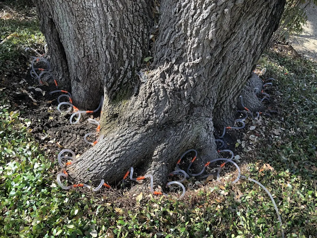 Detailed Shrub and Hedge Trimming job site in Tolland